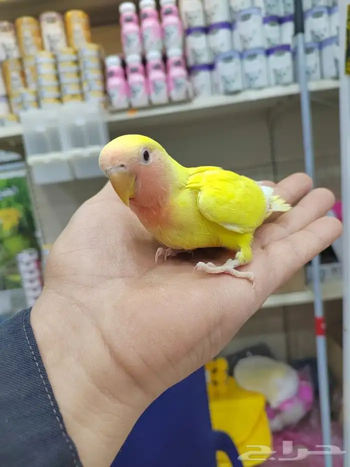 ببغاء روز كروان كنيور نهايه غر اليفه لعوبه 8