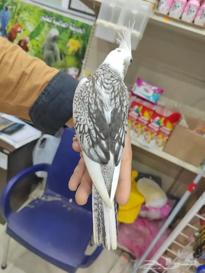 ببغاء روز كروان كنيور نهايه غر اليفه لعوبه 4