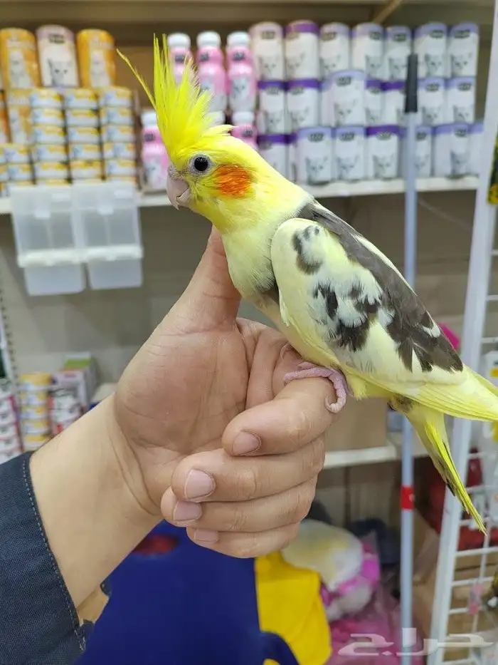 ببغاء روز كروان كنيور نهايه غر اليفه لعوبه 14