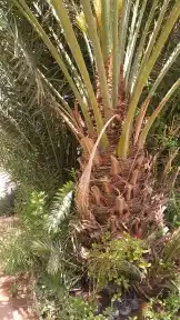  . للبيع نخل مسكاني مثمر وأصناف أخرى . 8