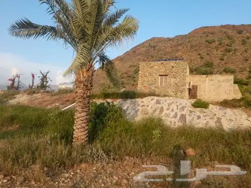 الجنوب النماص العلايه باشوت بلحمرتنومه الحجاز 0