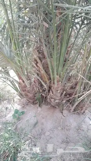 فسايل نخيل عجوه وصفاوي وصقعي 6