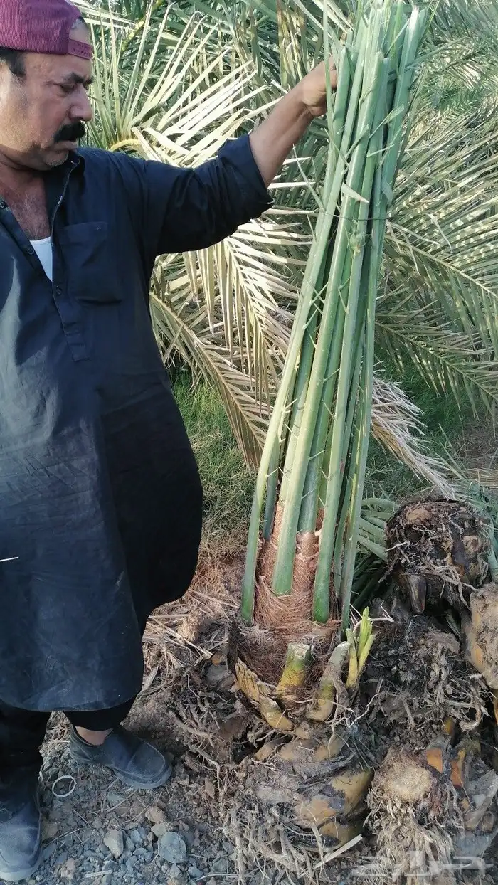 فسايل نخيل عجوه وصفاوي وصقعي 1