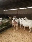 ذبايح القصيم خدمات توصيل باب بيتك 3