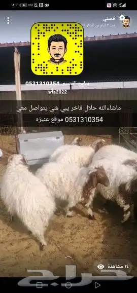 ذبايح القصيم خدمات توصيل باب بيتك 5