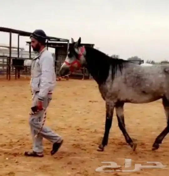 خيول للبيع 6