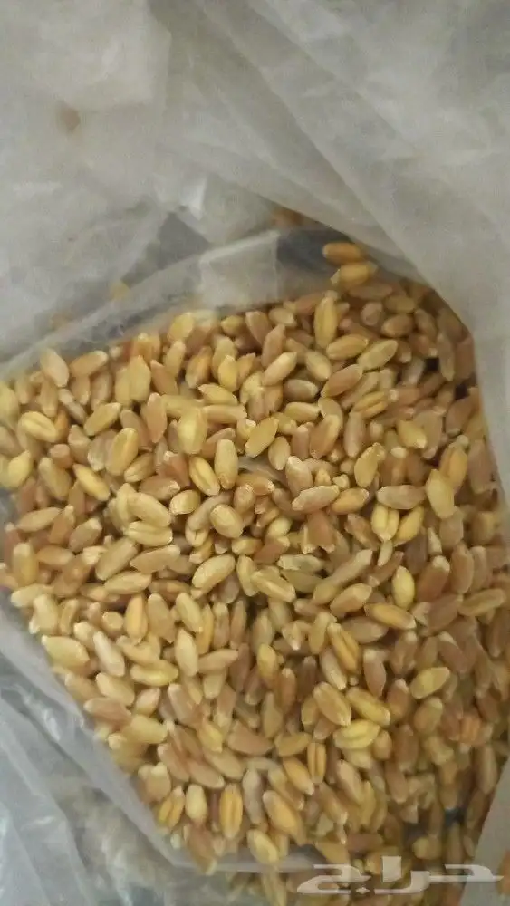 حب بر الصمعا وشعير بلدي التوصيل إلى الطايف يوم في الأسبوع 0