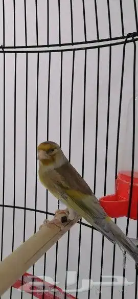 بندوق حسون تغريد حامي طفره(تم البيع) 0