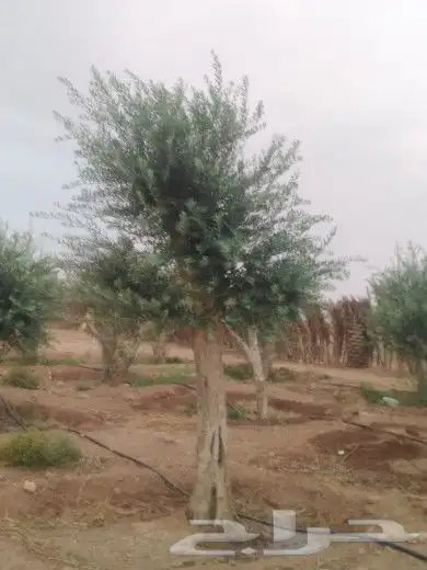 توريداشجار زيتون 0
