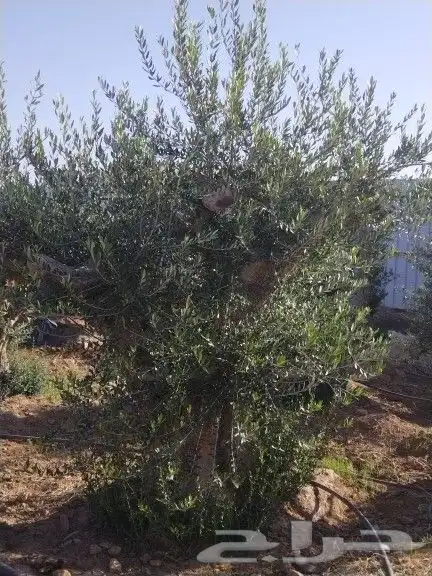 توريداشجار زيتون 42