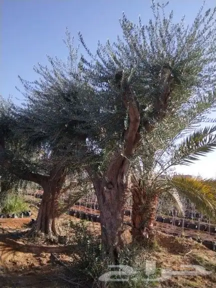 توريداشجار زيتون 18