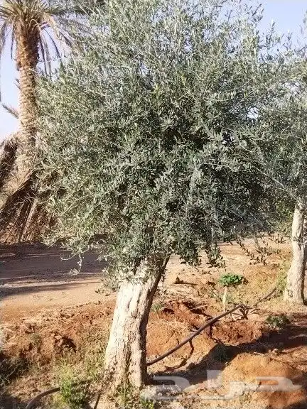 توريداشجار زيتون 5
