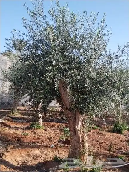 توريداشجار زيتون 15