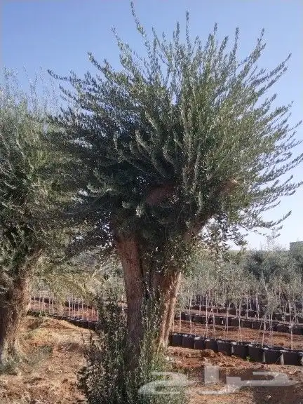 توريداشجار زيتون 22