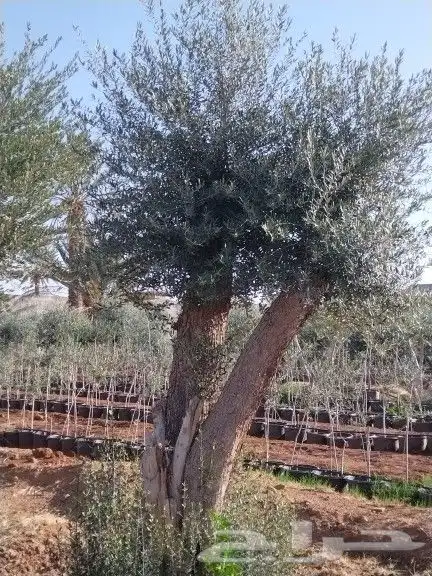 توريداشجار زيتون 24