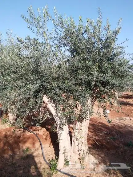 توريداشجار زيتون 6