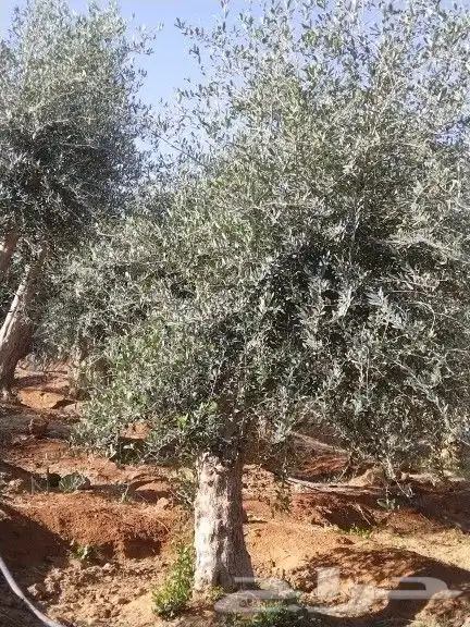 توريداشجار زيتون 30