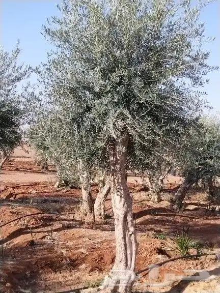توريداشجار زيتون 9