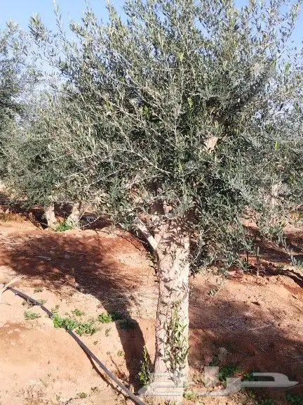 توريداشجار زيتون 4