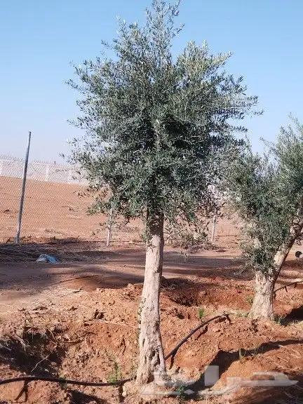 توريداشجار زيتون 2