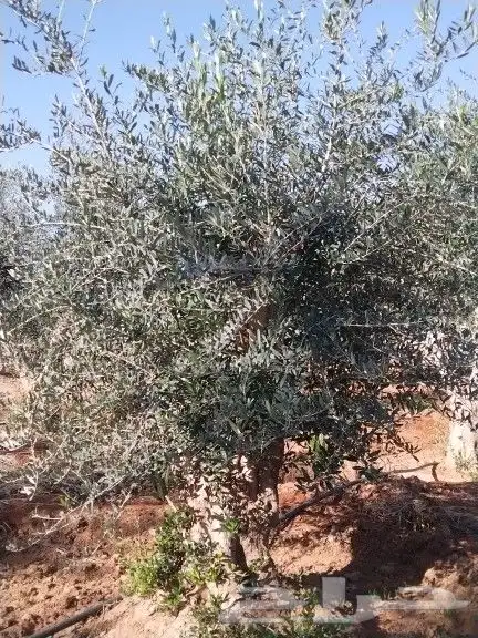 توريداشجار زيتون 44