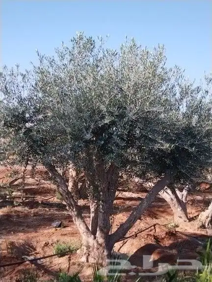 توريداشجار زيتون 21