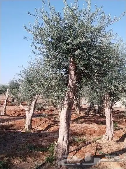 توريداشجار زيتون 8