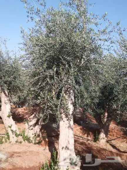 توريداشجار زيتون 29