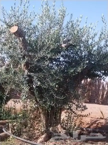 توريداشجار زيتون 40