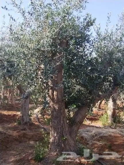 توريداشجار زيتون 31