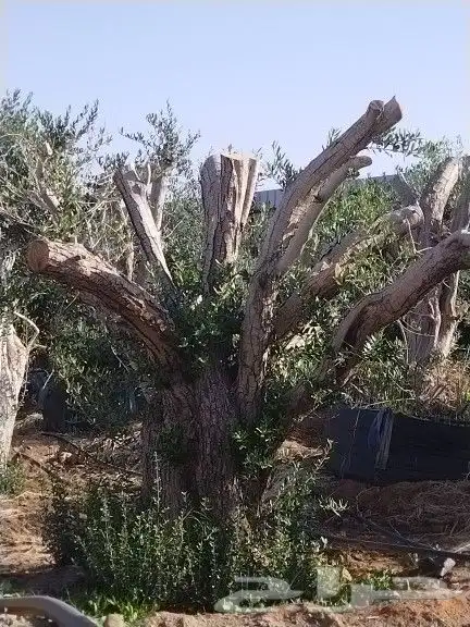 توريداشجار زيتون 39