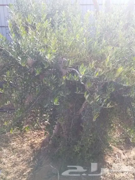 توريداشجار زيتون 43