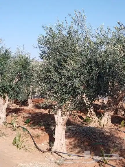توريداشجار زيتون 16