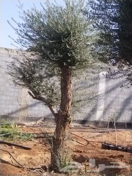 توريداشجار زيتون 20