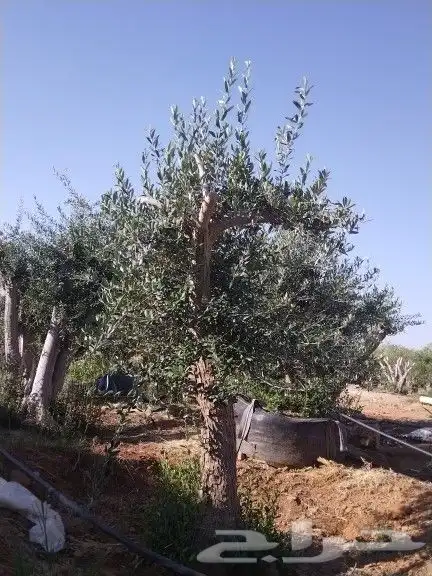 توريداشجار زيتون 38