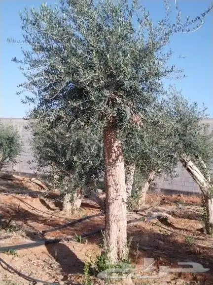 توريداشجار زيتون 12