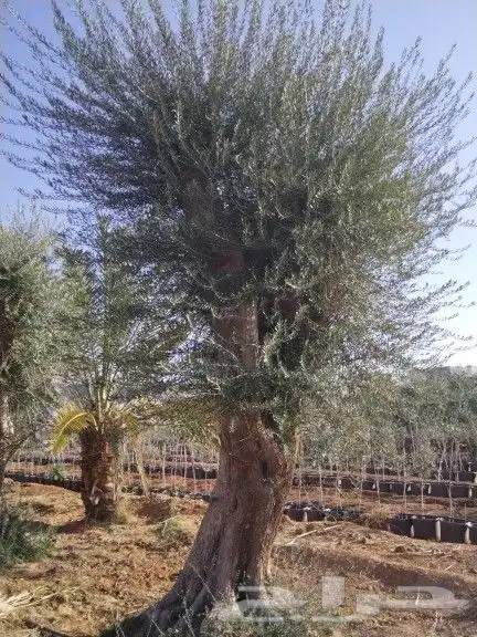 توريداشجار زيتون 23