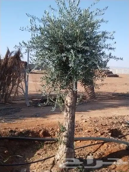 توريداشجار زيتون 1