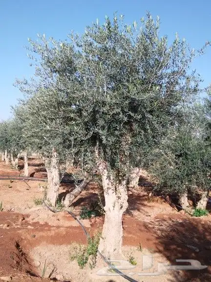 توريداشجار زيتون 10