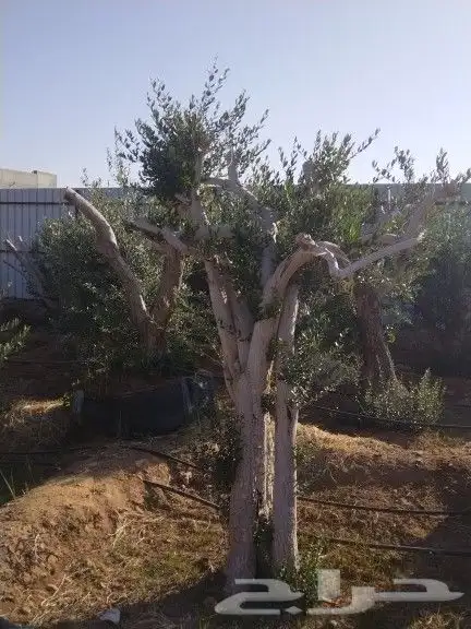 توريداشجار زيتون 46