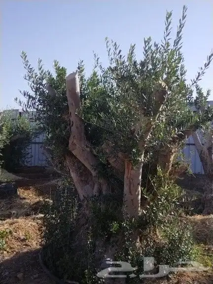 توريداشجار زيتون 36