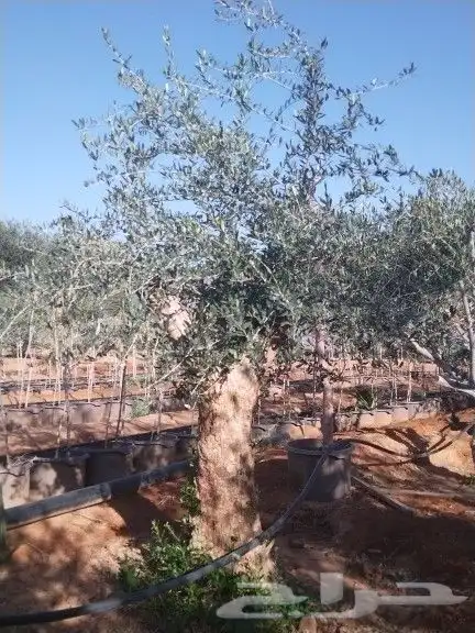 توريداشجار زيتون 27
