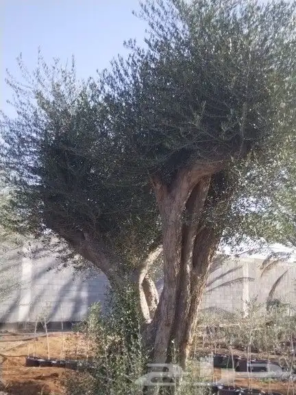 توريداشجار زيتون 17
