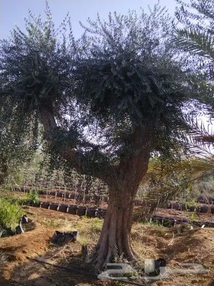 توريداشجار زيتون 19