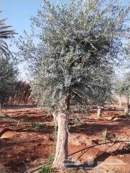 توريداشجار زيتون 3