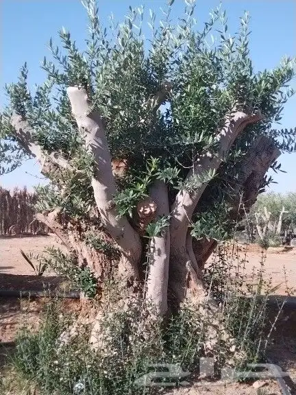 توريداشجار زيتون 35