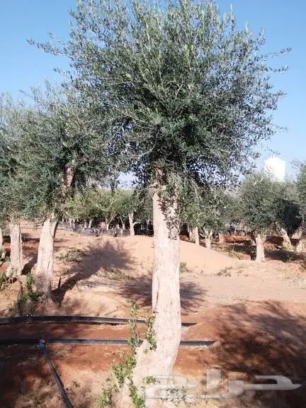 توريداشجار زيتون 11