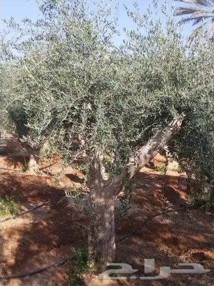 توريداشجار زيتون 32