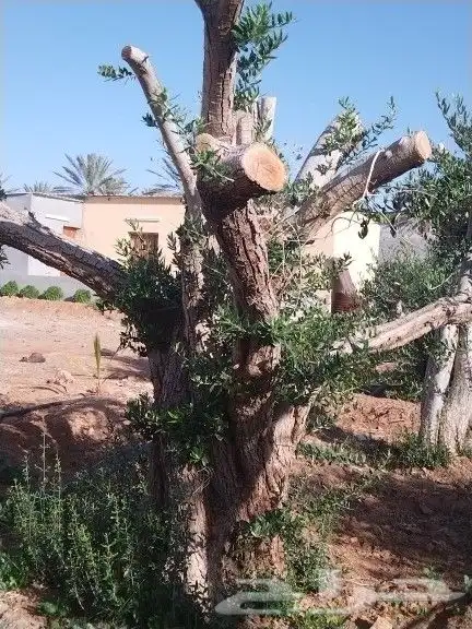توريداشجار زيتون 37