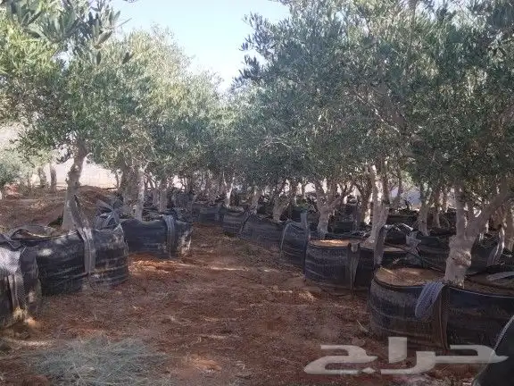 توريداشجار زيتون 28